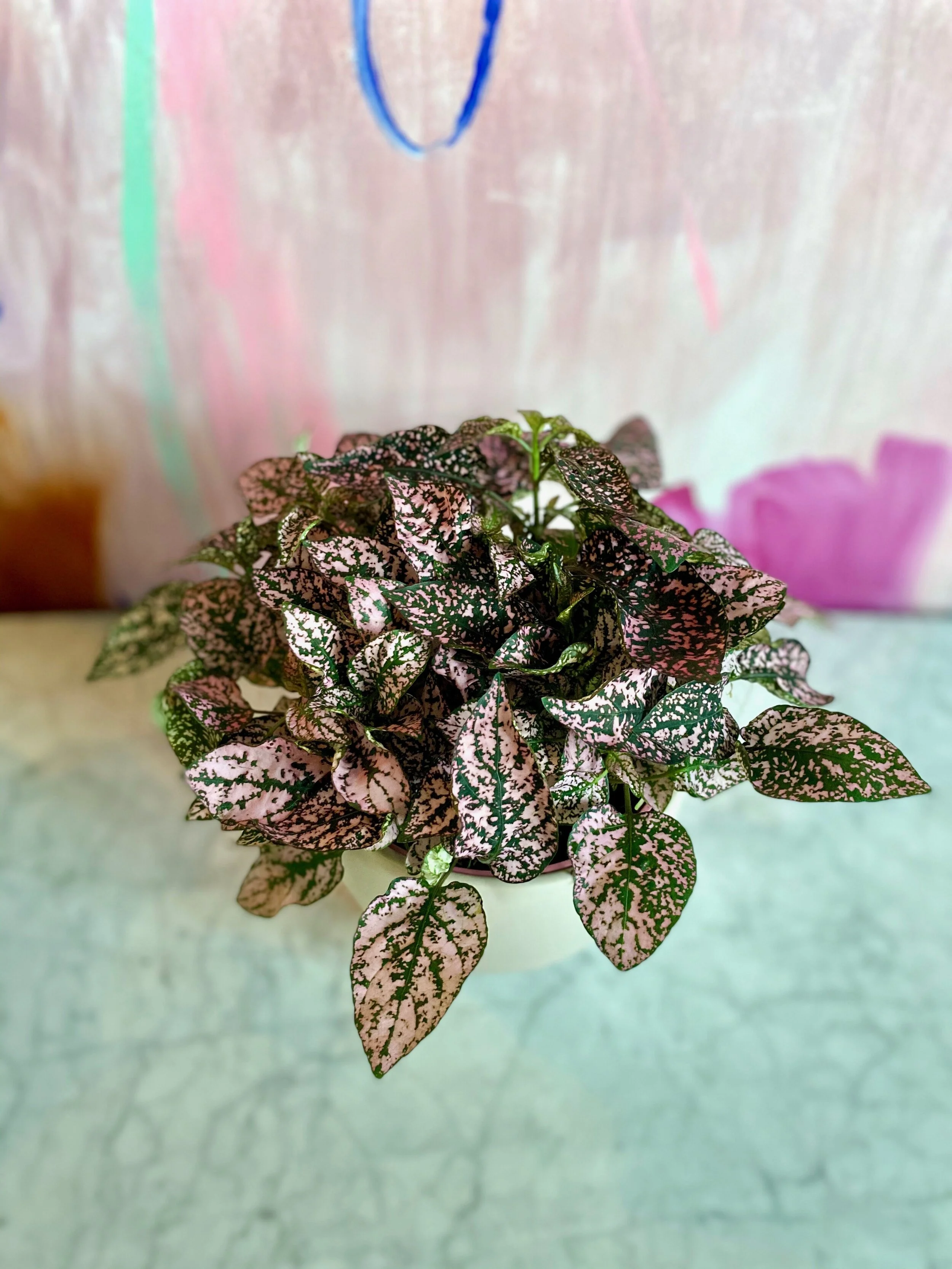 斑入り】Sansevieria Moonshine Splash サンスベリア ムーンシャイン